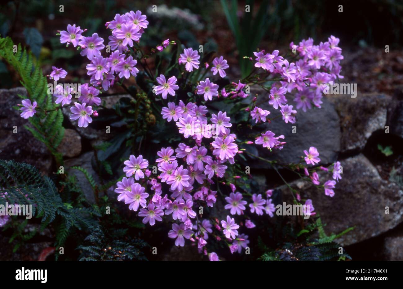 FIORI ROSA LEWISIA COTYLEDON COMUNEMENTE NOTI COME SISKIYOU LEWISIA, CAMERIERE O BITTERWURZ. Foto Stock