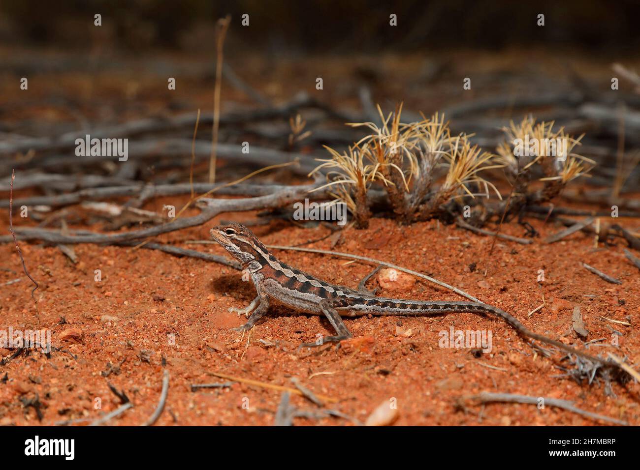 Drago (Ctenophorus scutulatus) in habitat semi-arido. La sua lunghezza è di solito intorno a 10 cm. Paynes Find, regione del Mid West, Australia Occidentale Foto Stock
