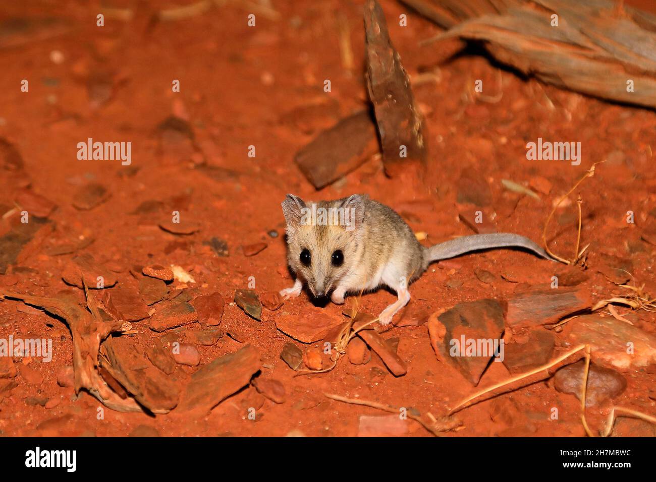 Dunnart dalla coda grassa (Sminthopsis crassicaudata) sulle gambe posteriori. Yalgoo, regione del Mid West, Australia Occidentale, Australia Foto Stock