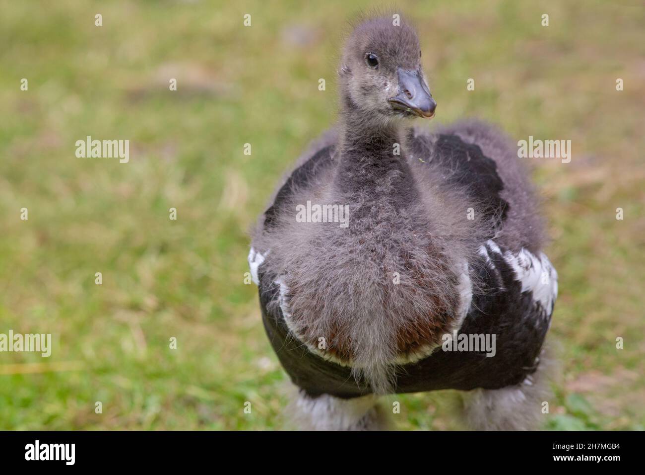 Gosling arrostito (Branta ruficollis). Uccello immaturo, giovanile o precociale, nidifugo giovane. Piume di contorno che emergono da piumino giù 25 giorni Foto Stock