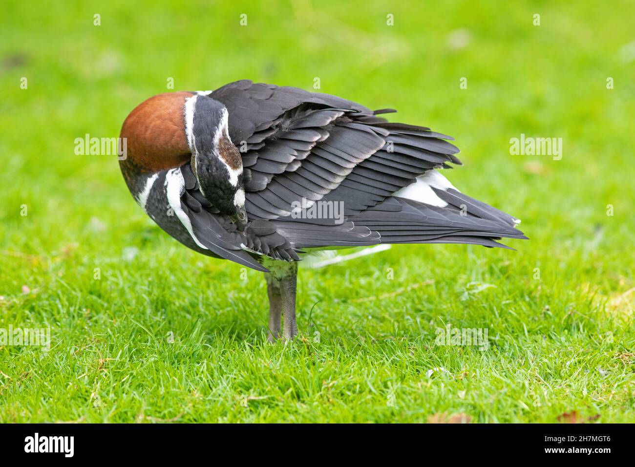 Oca (Branta ruficollis). Preparazione. Il collo lungo e flessibile con fino a 23 cervicali consente all'uccello di raggiungere parti esterne del corpo altrimenti inaccessibili. Foto Stock