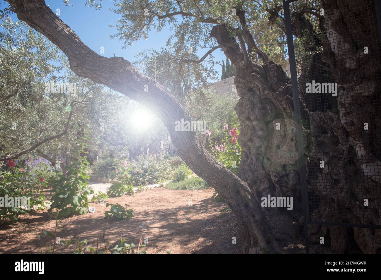 Luce divina nel giardino del Getsemani, Monte degli Ulivi, Gerusalemme, Israele, luogo focale dei pellegrini cristiani Foto Stock
