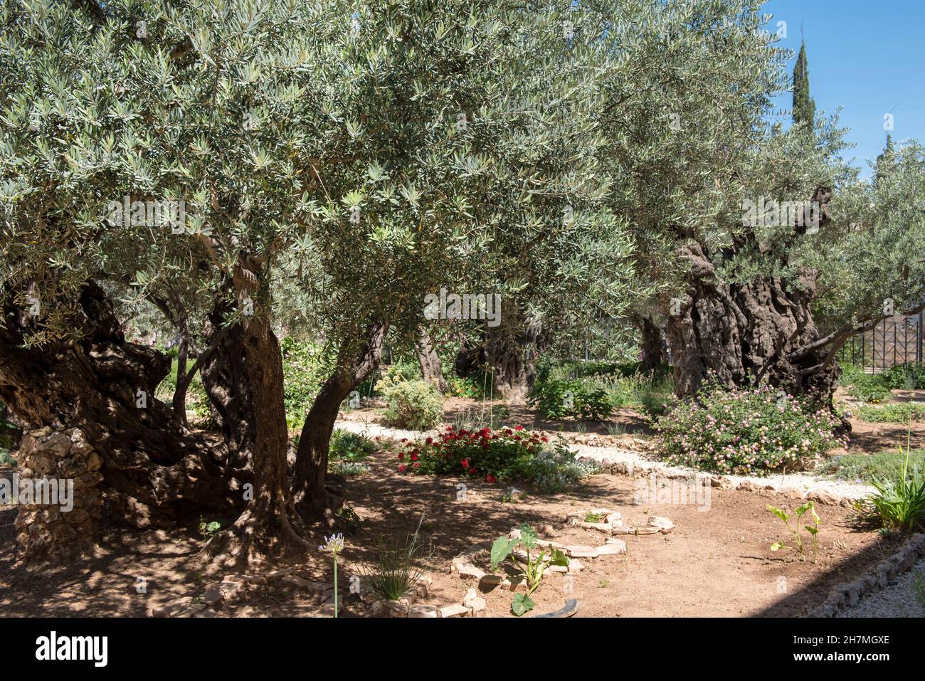 Olivi nel giardino del Getsemani, Monte degli Ulivi, Gerusalemme, Israele Foto Stock