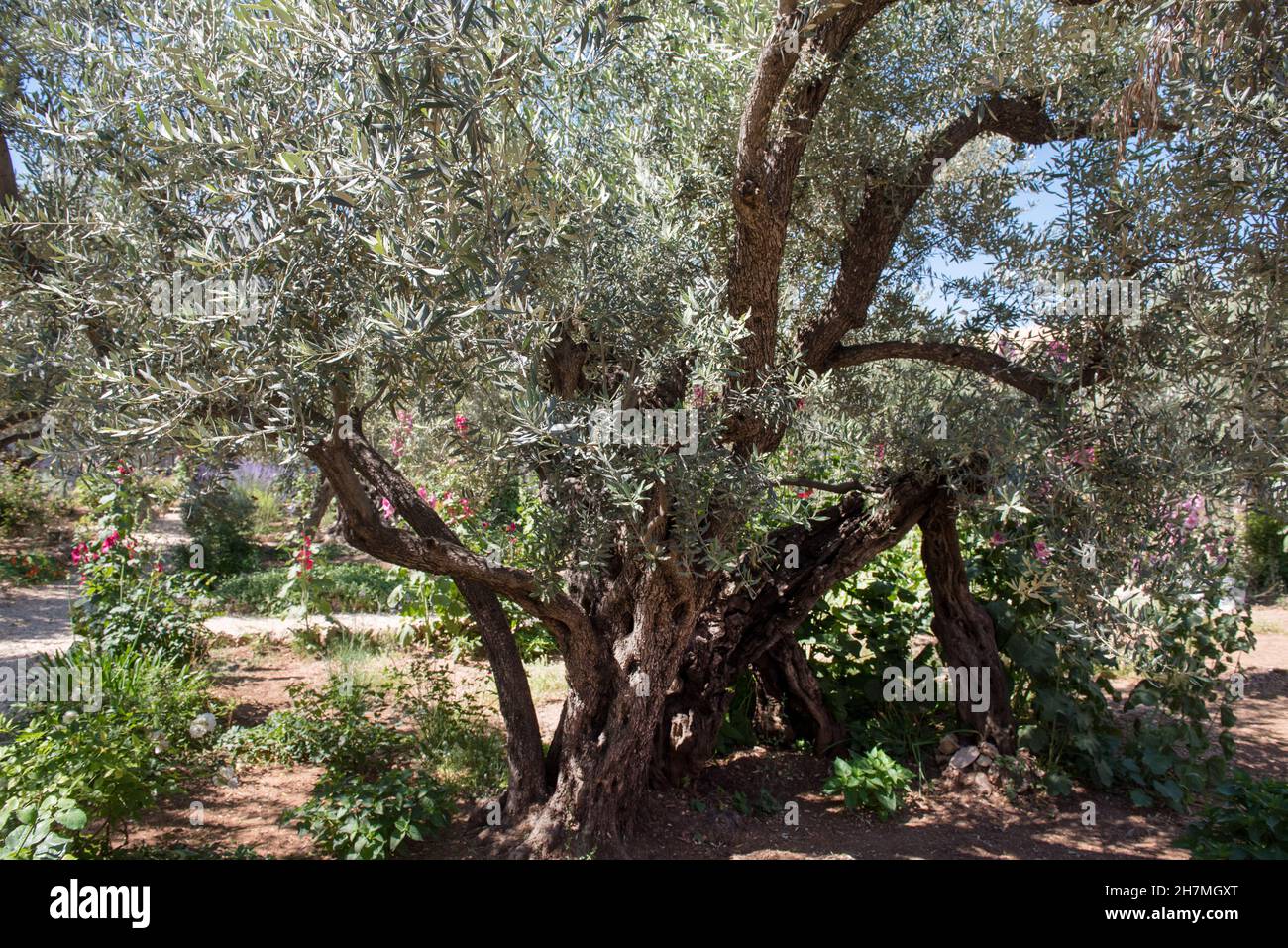 Olivi nel giardino del Getsemani, Monte degli Ulivi, Gerusalemme, Israele Foto Stock