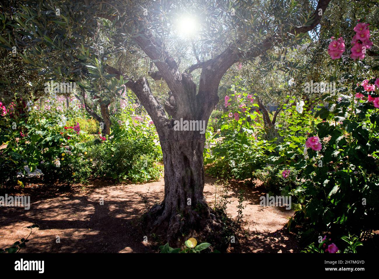 Luce divina nel giardino del Getsemani, Monte degli Ulivi, Gerusalemme, Israele, luogo focale dei pellegrini cristiani Foto Stock