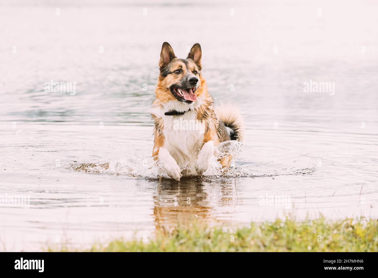 Divertente razza mista cane Gioca con la corsa vicino al fiume. Foto Stock