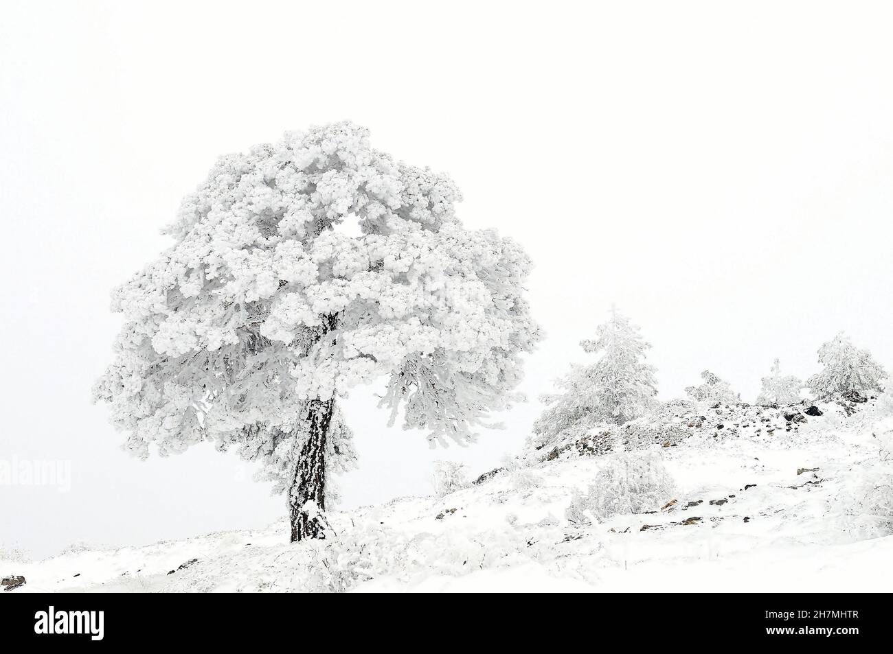Incantevole paesaggio invernale con coperta di neve alberi. Foto Stock