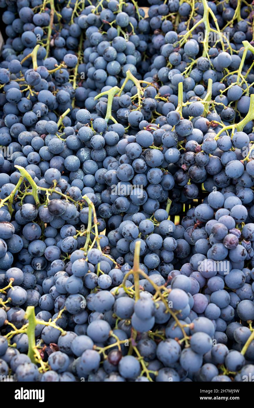 Sfondo di grappoli o di uve fresche nere e blu sulle loro viti. Foto Stock