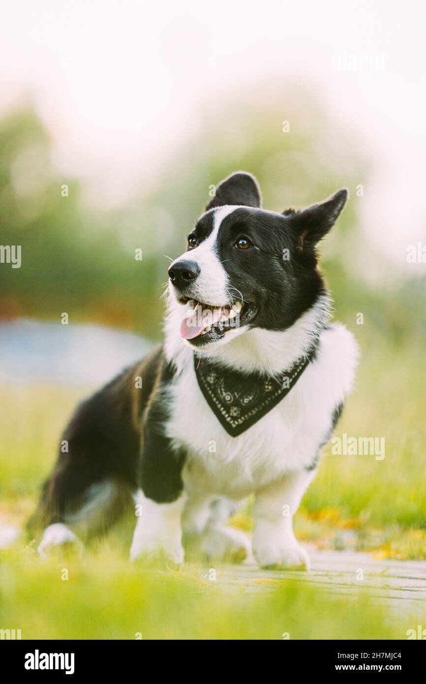 Divertente Cardigan gallese Corgi Dog seduta all'aperto. Gallese Corgi è Un piccolo tipo di cane da Herding che ha avuto origine in Galles. Primo piano verticale Foto Stock