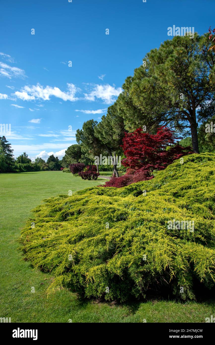 Fogliame di diffusione di un acero ornamentale giapponese in un parco o grande giardino con ampi prati verdi e una vista su una fila di pini Foto Stock