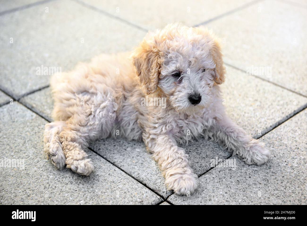 Carino cucciolo biondo con capelli ricci adagiato su pavimentazione che si stietta tranquillamente davanti con un'espressione sonnolenta in una vista ad angolo alto Foto Stock
