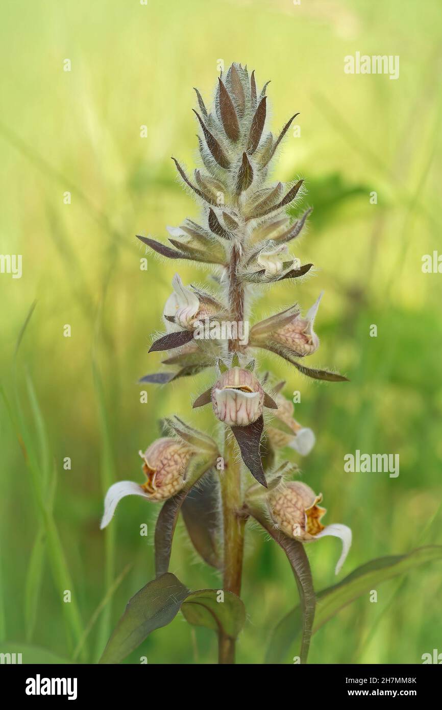 Primo piano verticale su un guanto di volpe in lana o in Grecia, Digitalis lanata Foto Stock