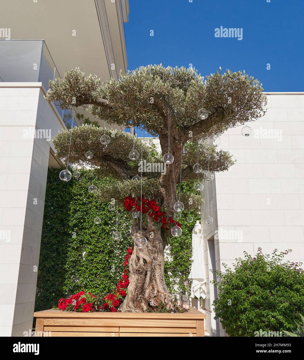 piccolo ulivo decorato con palle di vetro accanto ad un edificio. Foto Stock