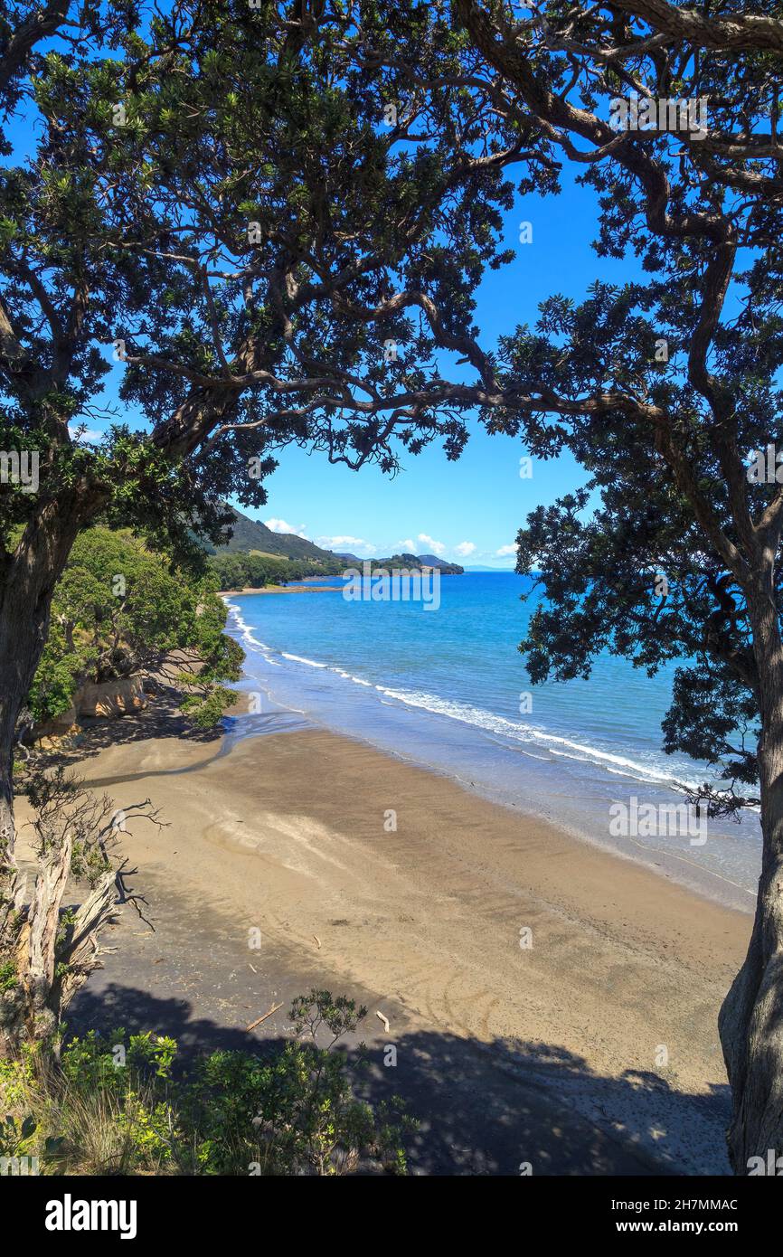 Una spiaggia remota nella regione di Bay of Plenty, Nuova Zelanda, incorniciata da alberi di pohutukawa Foto Stock