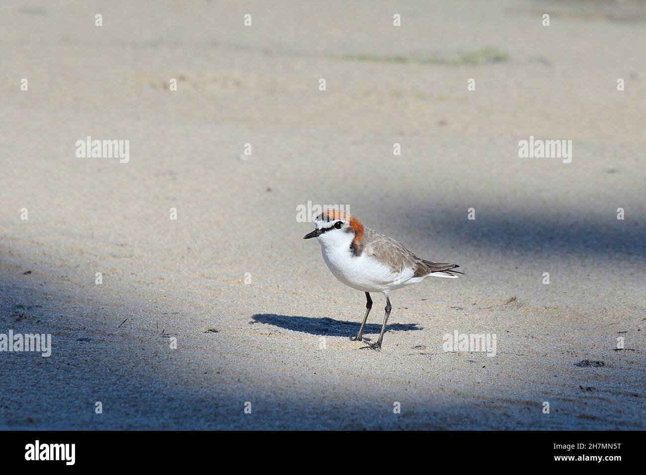 Coperta di rosso (Charadrius ruficapillus), una piccola coperta, alta da 14 a 16 cm, che frequenta laghi salini e d'acqua dolce in tutto il continente Foto Stock