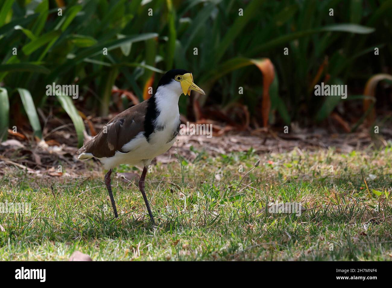 Falò mascherato (Vanellus Miles) a piedi in un parco cittadino. Kemps Creek, nuovo Galles del Sud, Australia Foto Stock