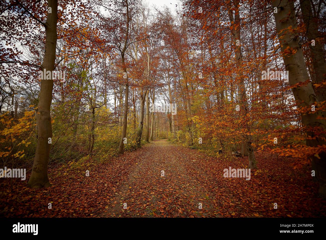 passerella in una foresta, foglie gialle, luce del sole, colori autunnali, all'aperto Foto Stock