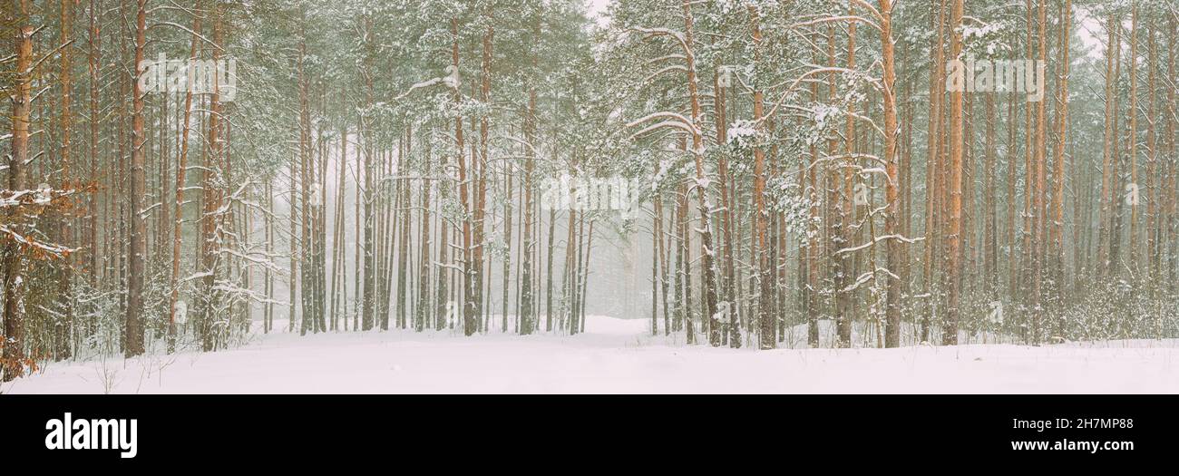 Bella Foresta bianca innevata nel giorno di inverno Frosty. Nevica in Winter Frost Woods. Neve tempo. Inverno Foresta di conifere innevata. Blizzard in giorno ventoso Foto Stock