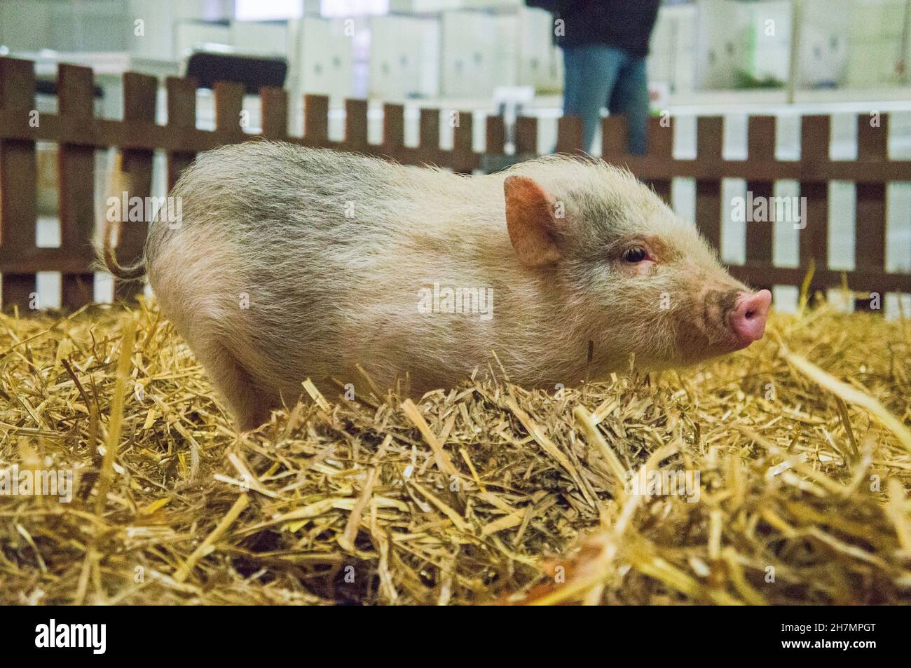 Gottinger, Goettingen Minipig, 'Goettingen Miniature Pig' alla mostra nazionale degli animali da allevamento 2021 a Lysa nad Labem, Centra Foto Stock