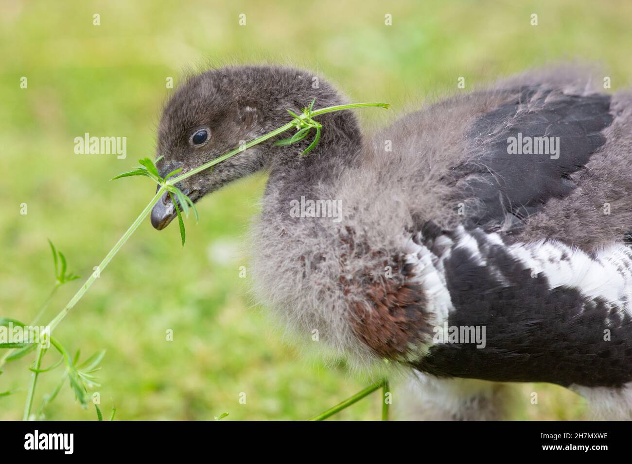 Oca arrostita (Branta ruficollis). Uccello immaturo, giovanile, o gosling. Alimentazione su piante da fiore verdi fornite Goosegrass (Aparine di Galium). Foto Stock