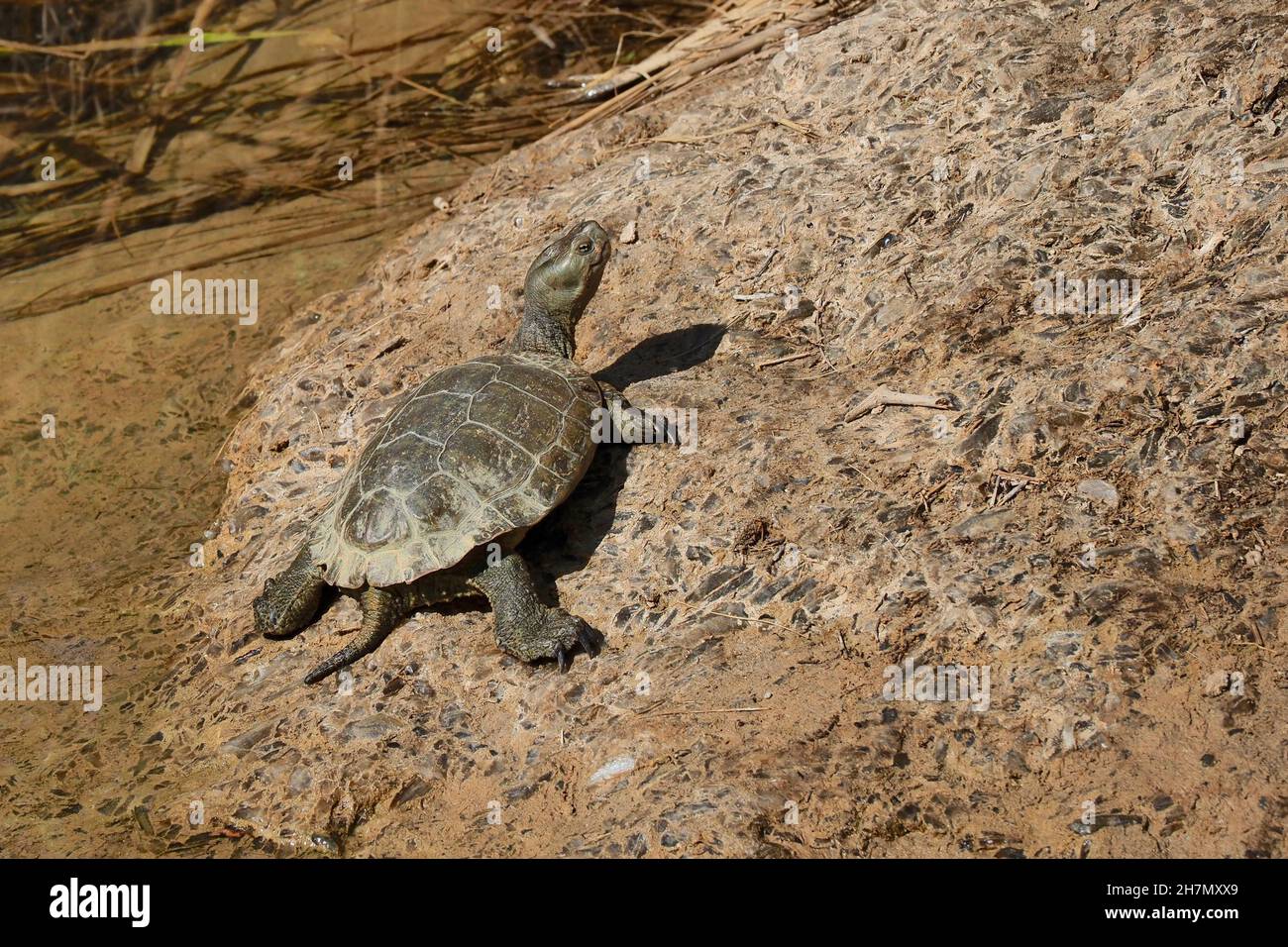 Tartaruga acquatica sulla terra, tartaruga fluviale sulle rocce, Andalusia, Spagna Foto Stock