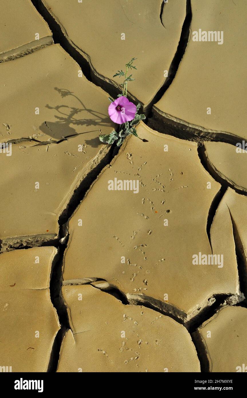 Terreno argilloso secco, solchi in terreno argilloso, fiori in terreno aranciato, tracce di uccelli su terreno argilloso, siccità, Andalusia, Spagna Foto Stock