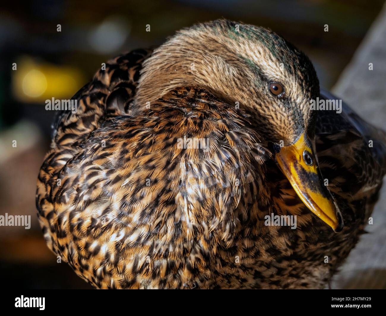 Mallard anatra, o anatra selvaggia, femmina close up Foto Stock