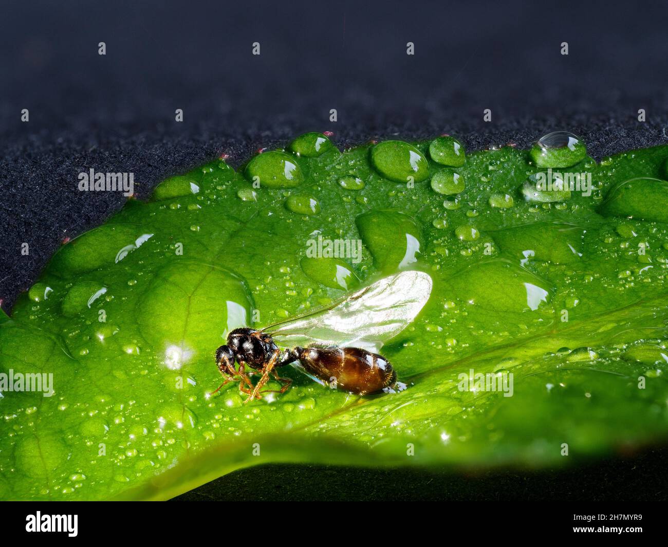 ANT maschio marrone nero carpentiere ant (Camponotus ligniperda), su foglia verde, goccia d'acqua, sfondo scuro, Baden-Baden, Baden-Wuerttemberg, Germania Foto Stock