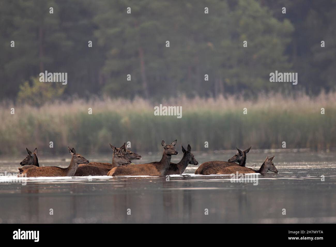 Cervo rosso (Cervus elaphus), mandria di anatre che attraversano l'acqua di un laghetto di pesci, Lusatia, Sassonia, Germania Foto Stock