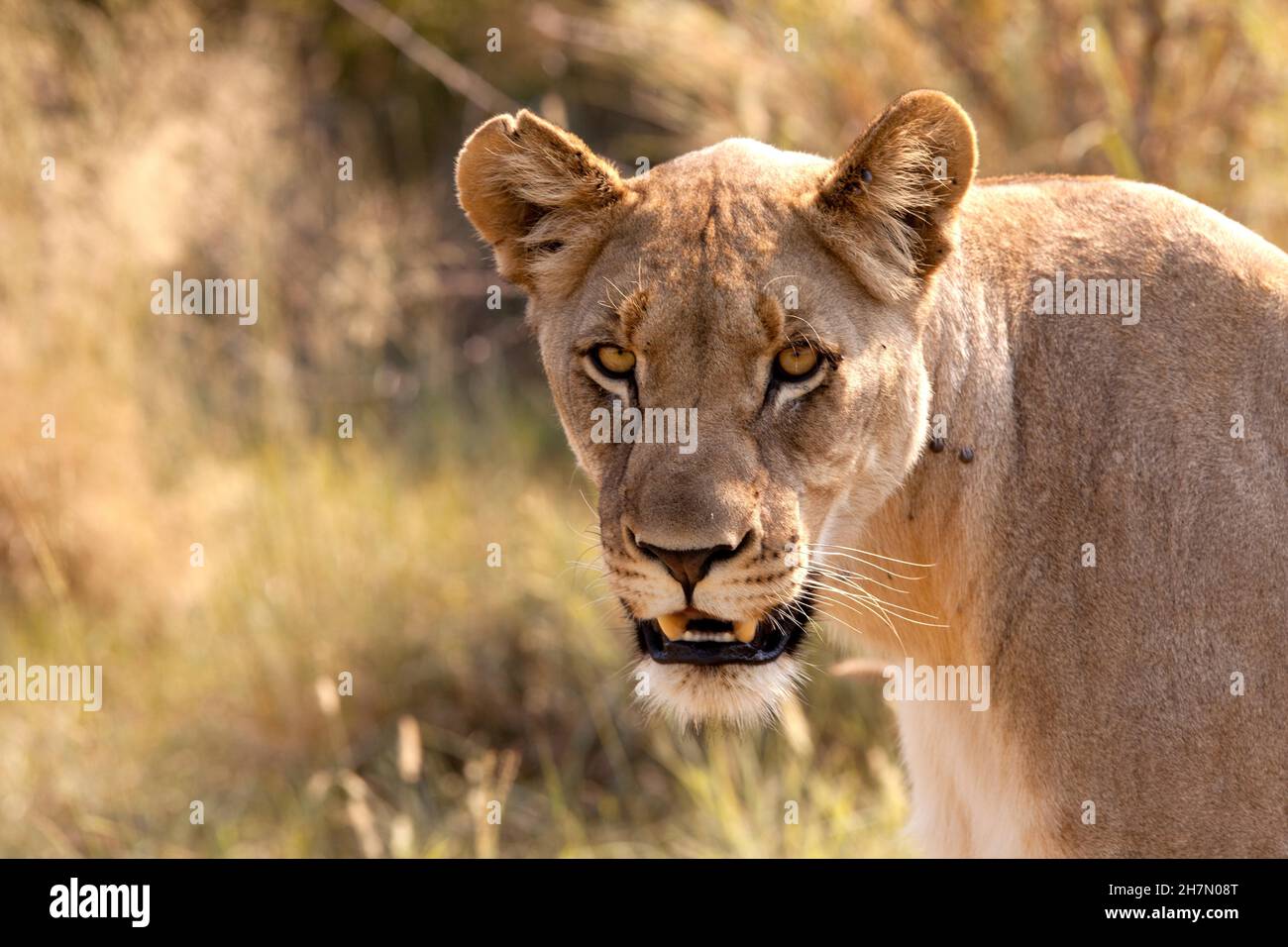 Giovane leonessa nel leone (Panthera Leo), Safari, Sudafrica Foto Stock