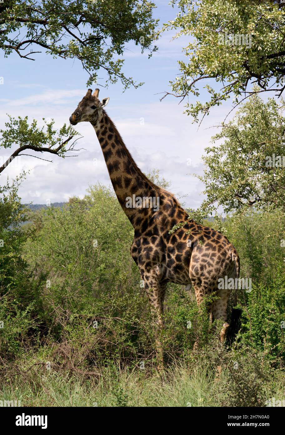 Giraffe (Giraffa) sotto gli alberi, alimentazione, Madikwe Game Reserve, Sudafrica Foto Stock