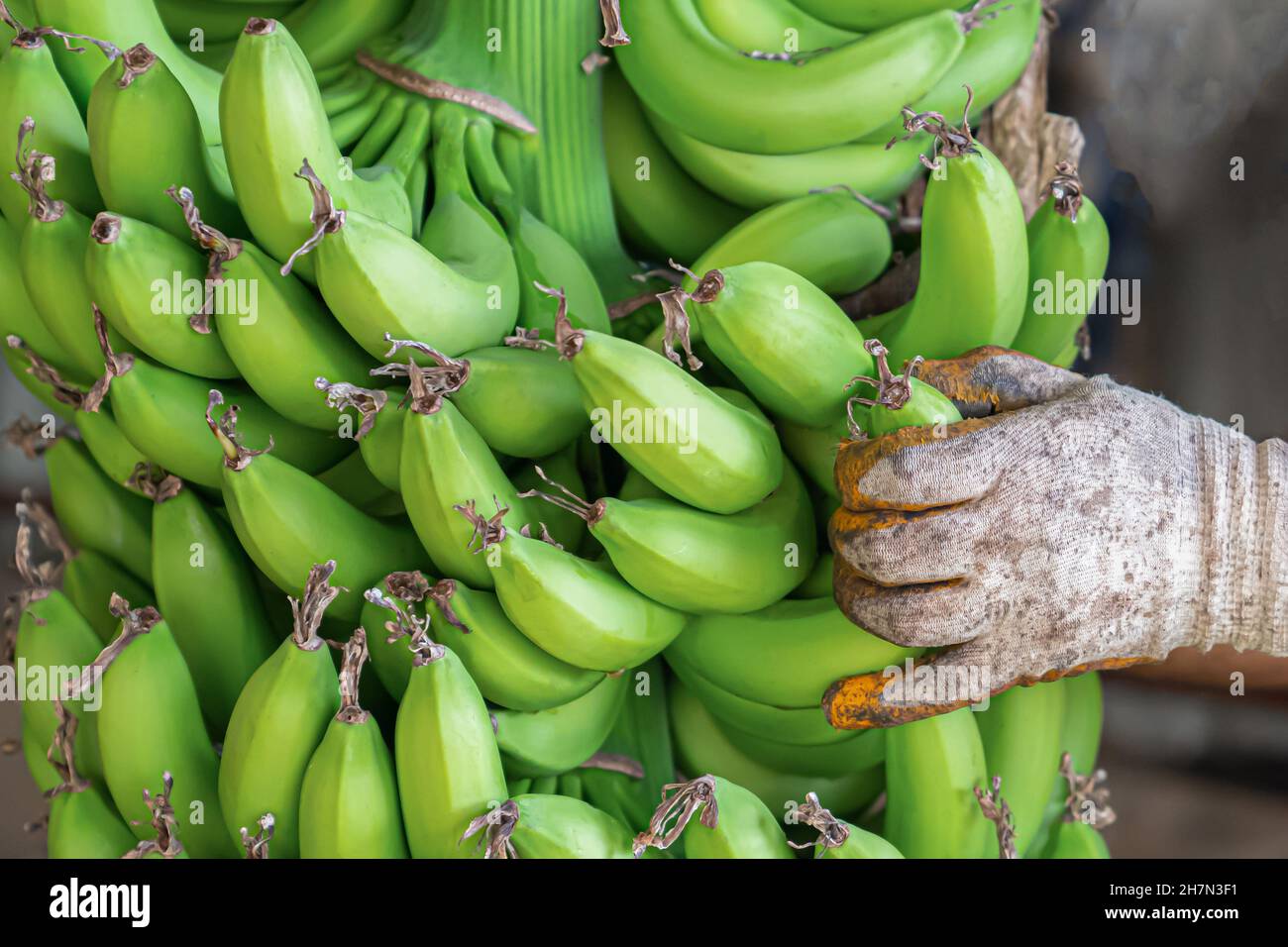 Grande mazzo di banane verdi mature in mano agli uomini. Preparazione di banane per la vendita all'ingrosso. Primo piano. Foto Stock