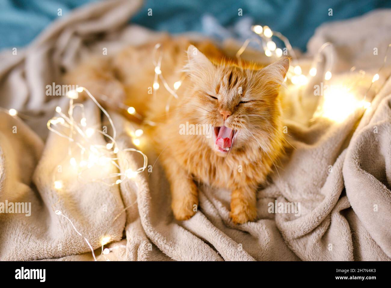 Il gatto soffice e carino zenzero si trova sul letto con un foglio di  betulla e una coperta morbida e accogliente con ghirlanda di Capodanno  sullo sfondo Foto stock - Alamy