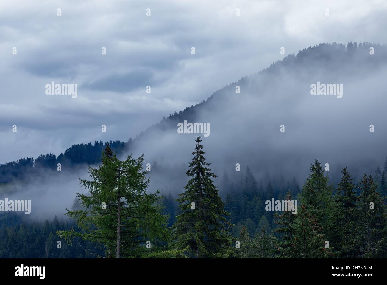 Serata di nebbia nelle Alpi. La fitta nebbia avvolge la foresta di conifere Foto Stock