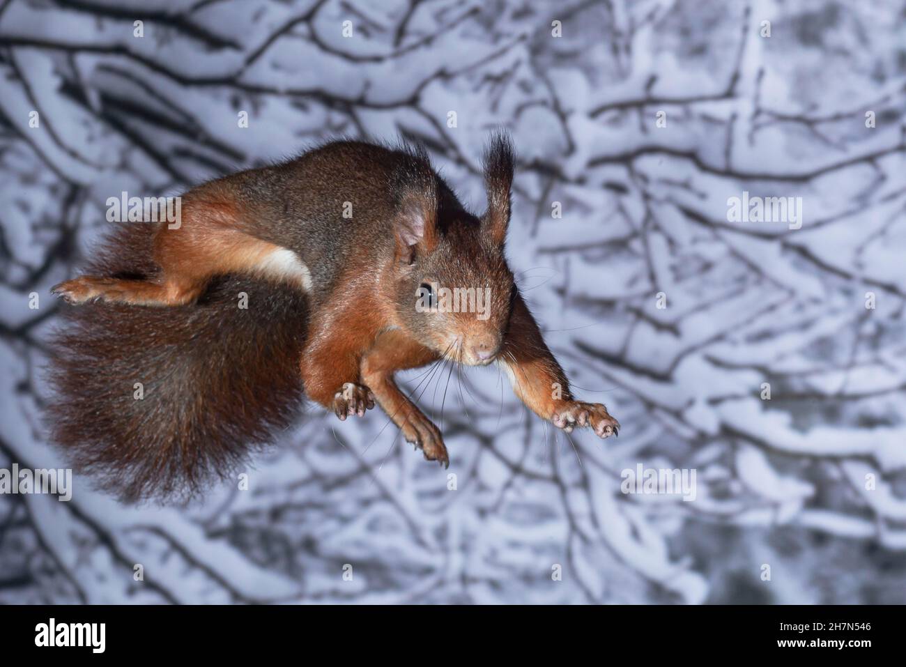 Scoiattolo rosso eurasiatico (Sciurus vulgaris) che salta all'albero successivo in una foresta di vigneti, Renania settentrionale-Vestfalia, Germania Foto Stock