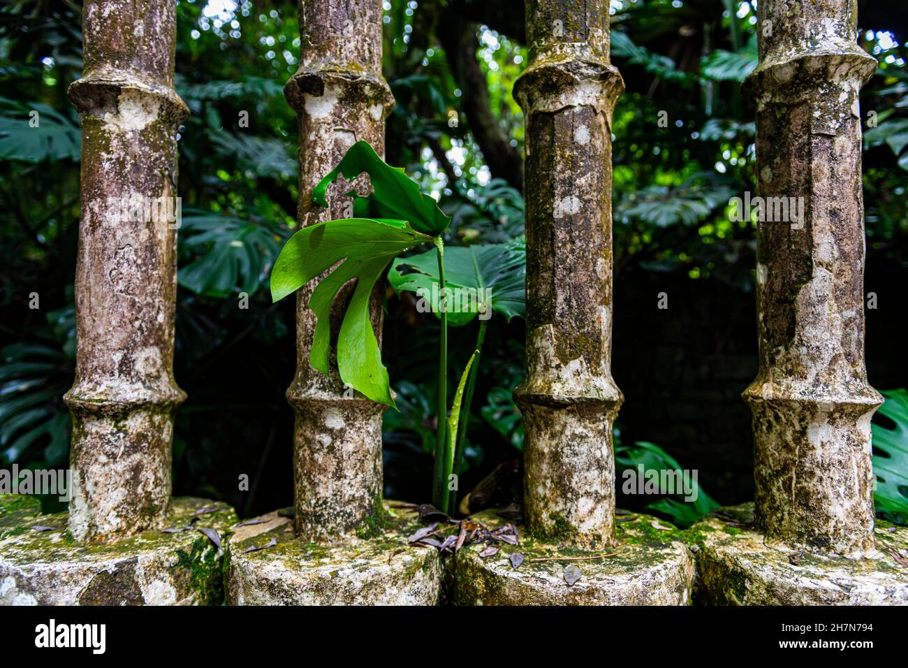 Parco di sculture surrealista Las Pozas, Xilitla, Las Pozas, San Luis Potosi, Messico Foto Stock