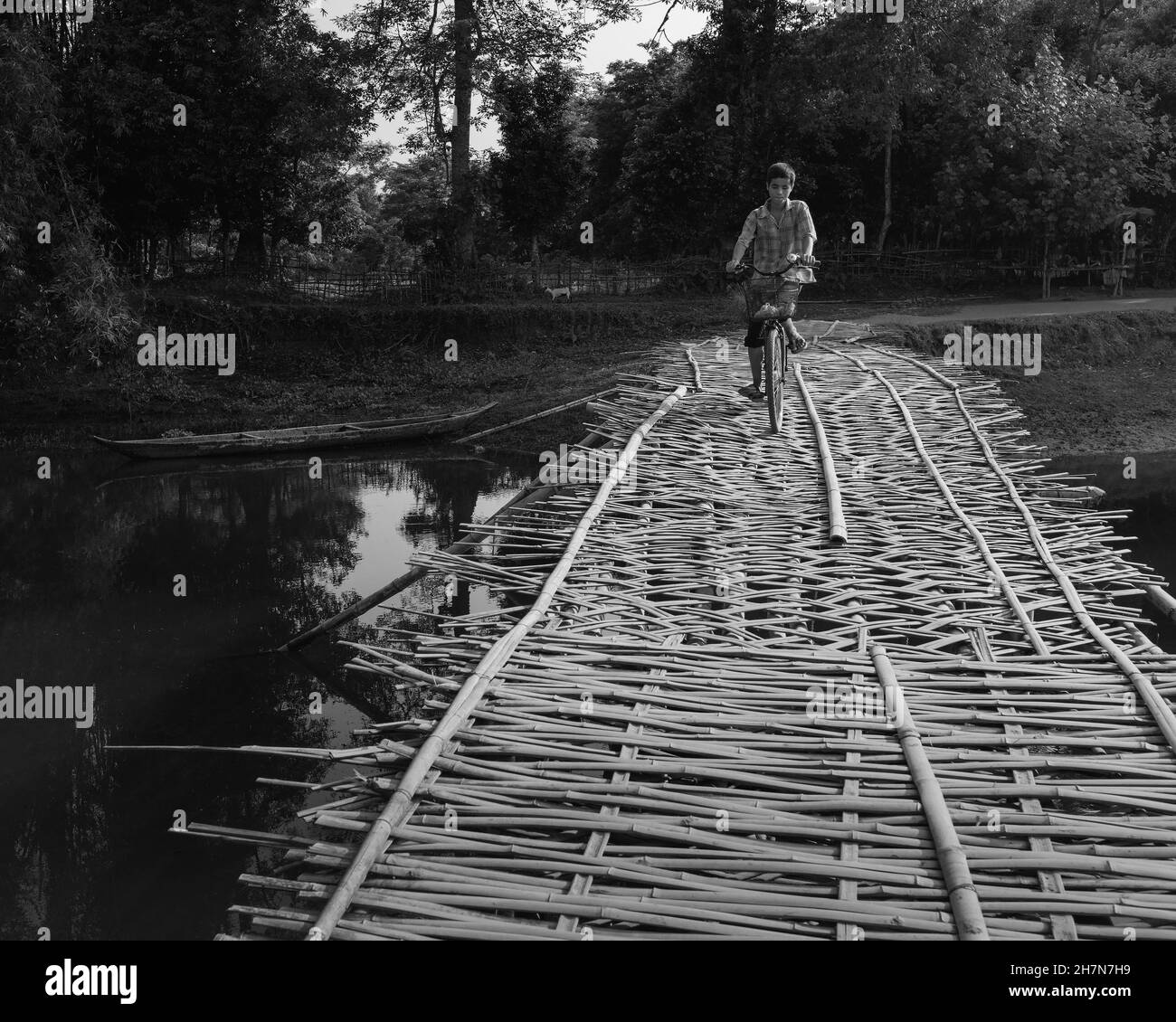Giovane uomo in bicicletta che attraversa il ponte di traliccio di bambù sulla laguna e gli alberi sullo sfondo in un giorno tranquillo sull'isola di Majuli, Assam, India. Foto Stock
