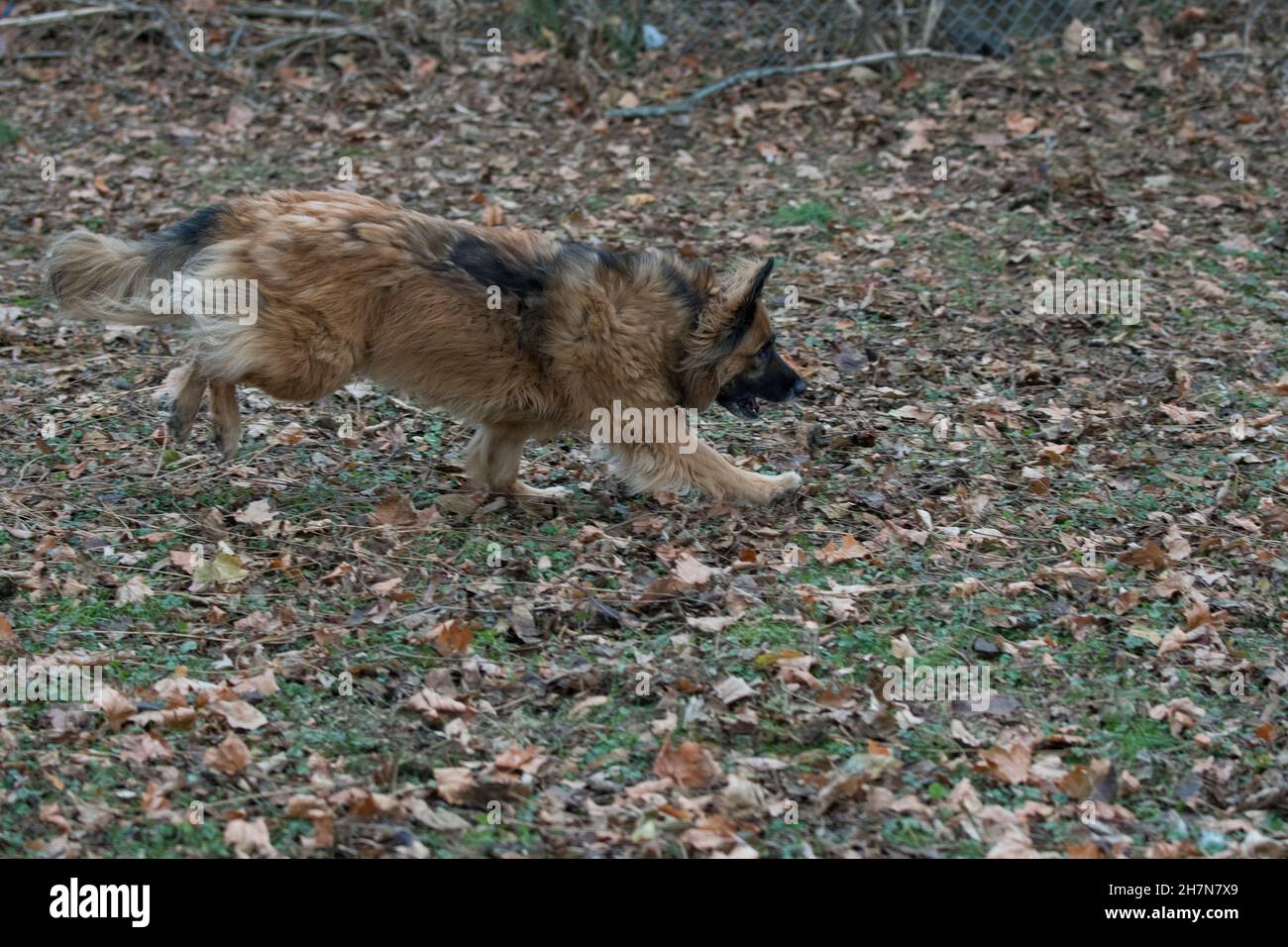 Cane sulla corsa in autunno Foto Stock