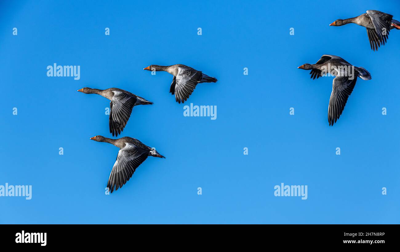 Oche grigielag che volano in formazione attraverso un cielo azzurro chiaro Foto Stock