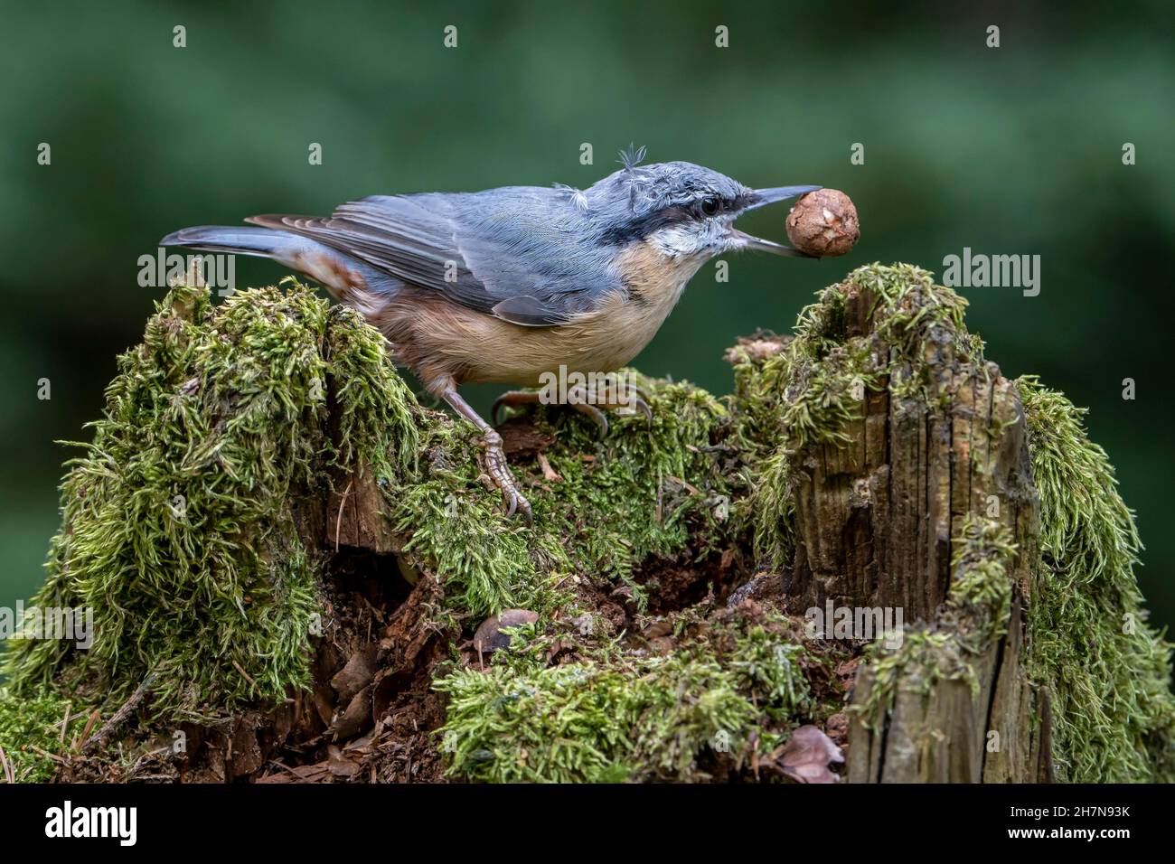 Nuthatch eurasiatico (Sitta europaea), alla stazione di alimentazione con nocciola nel suo becco, Eifel vulcanico, Renania-Palatinato, Germania Foto Stock