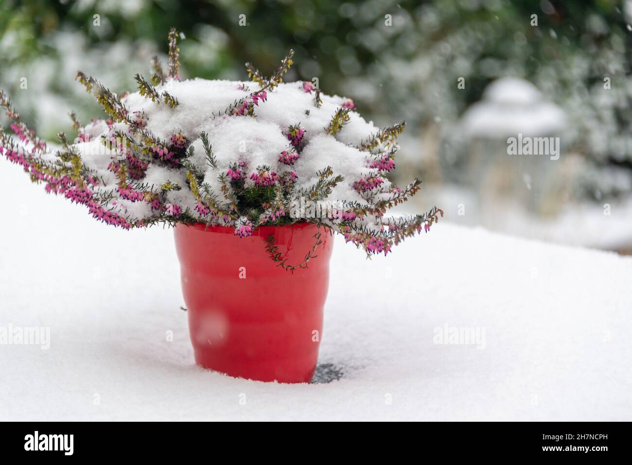 Primo piano di una pentola di erica in un giardino sotto la neve in inverno Foto Stock