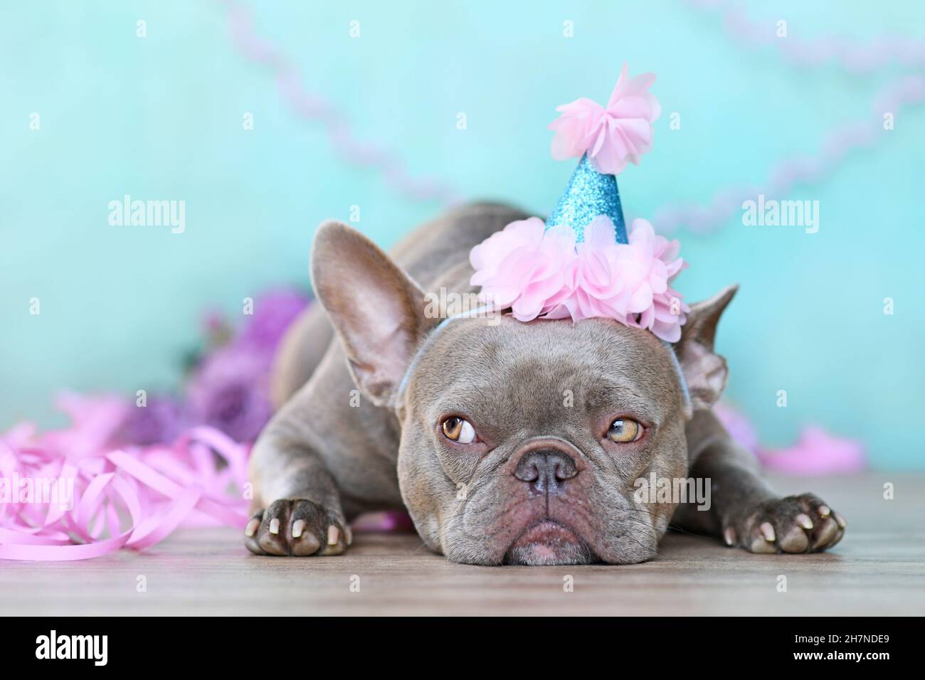 Cane da festa. Bulldog francese con simpatico cappello di compleanno accanto a streamer viola di fronte a sfondo blu Foto Stock