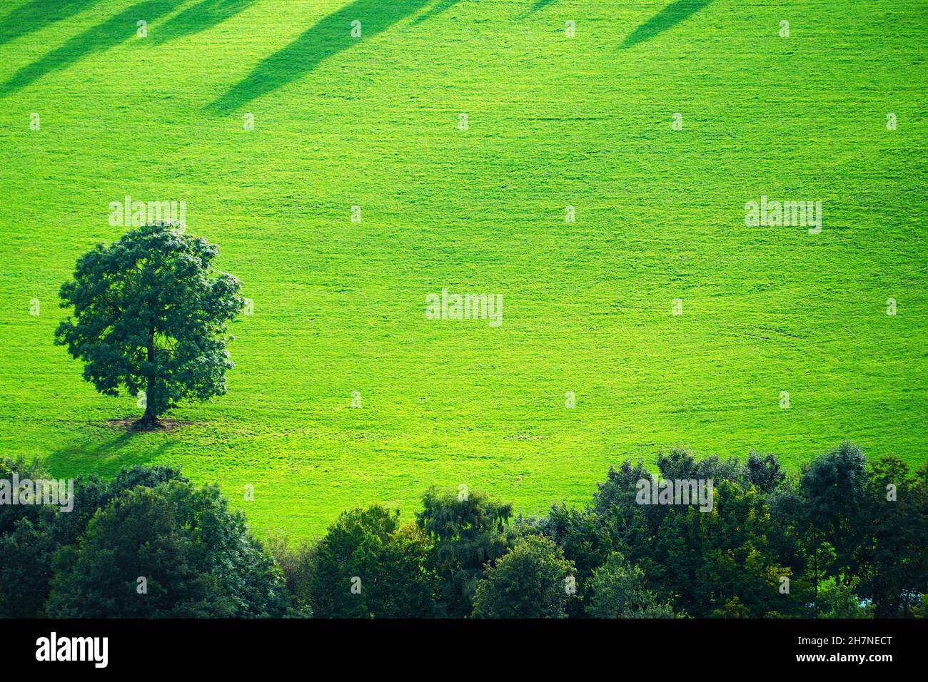 Prato verde con alberi sparsi e le loro ombre. Foto Stock
