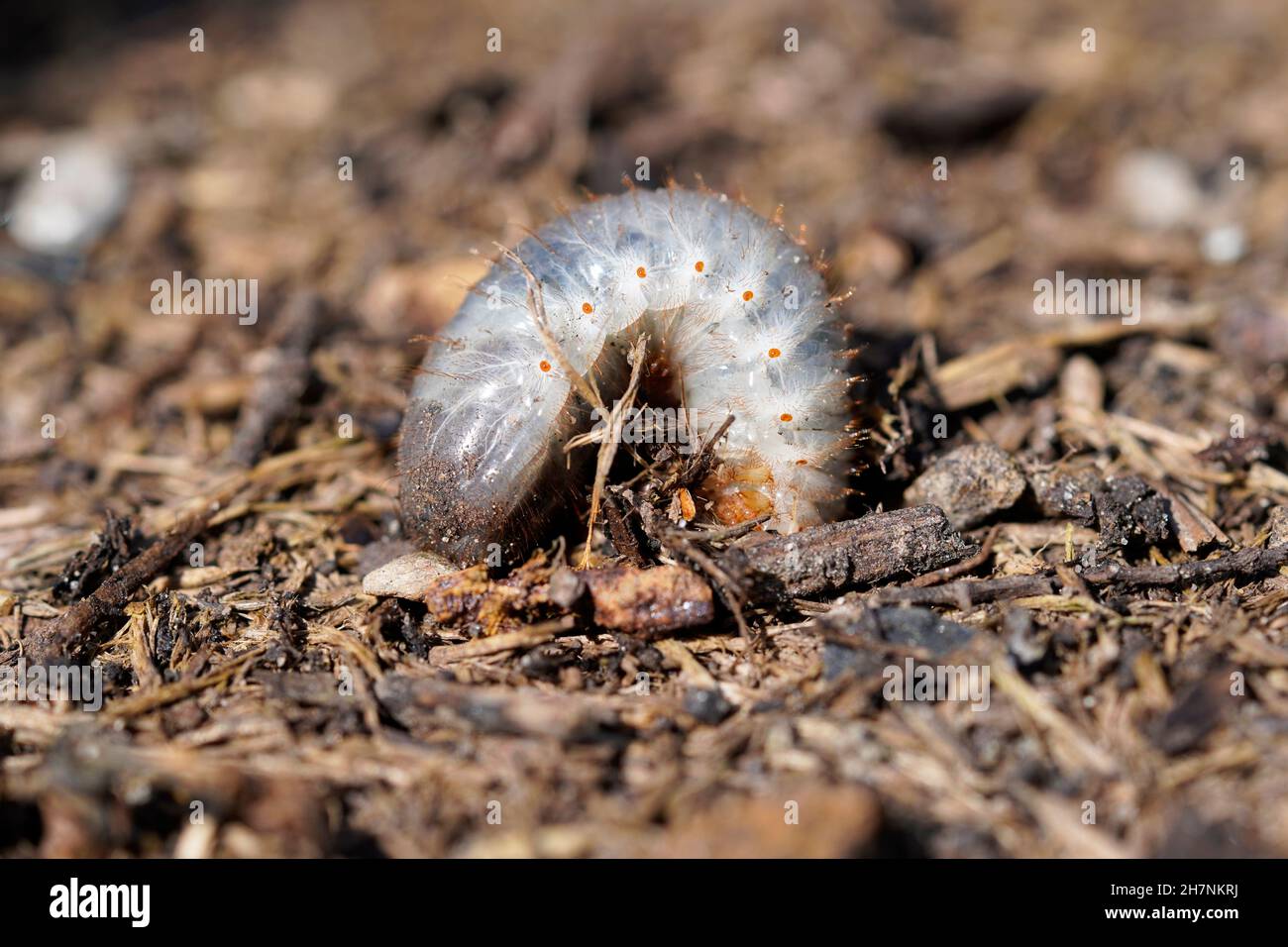 Larva rosata da foderato. Primo piano dell'insetto. Grub di roseto. Pesti in giardino. Foto Stock