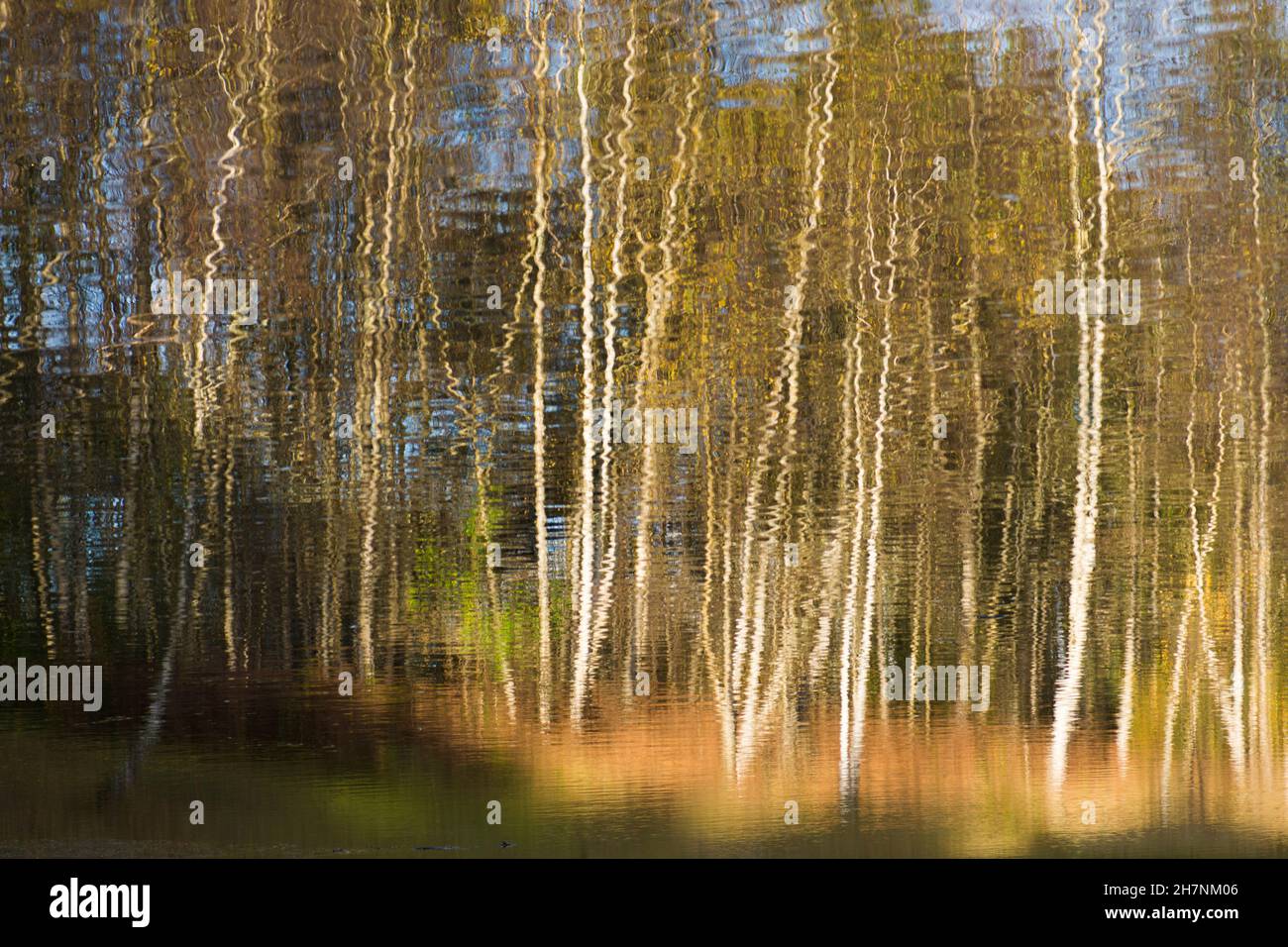 Riassunto Argento BirchReflections di Argento Birch Trees, Betula pendula, tronchi d'albero riflessi sull'acqua in stagno, colori autunnali, Sussex, UK Foto Stock