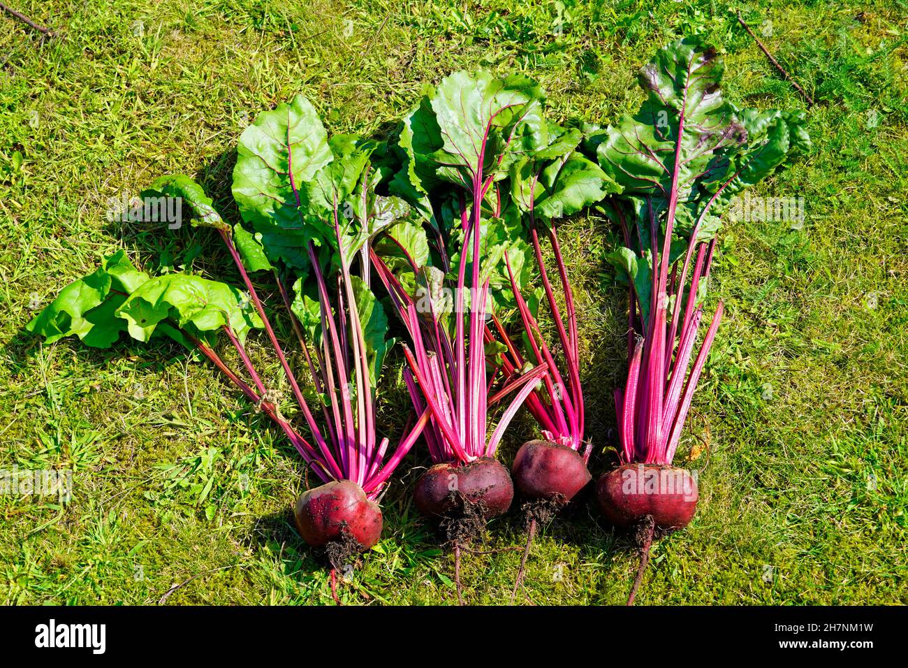 Barbabietola fresca. Raccogliere dalla patch vegetale. Foto Stock