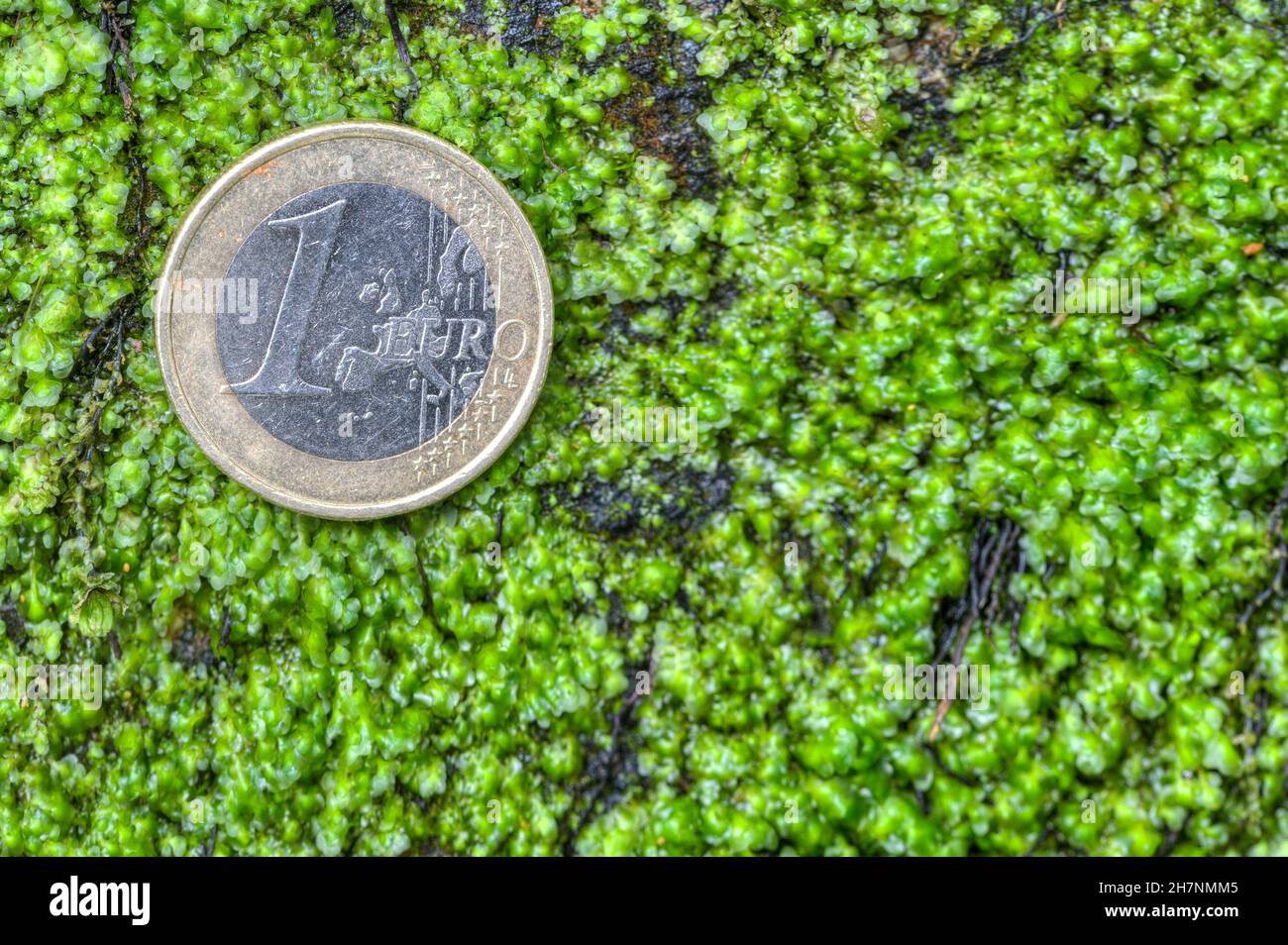 Una moneta da euro giace sul muschio verde. Quanto denaro costerà alle economie europee la transizione verso l'energia verde? Foto Stock