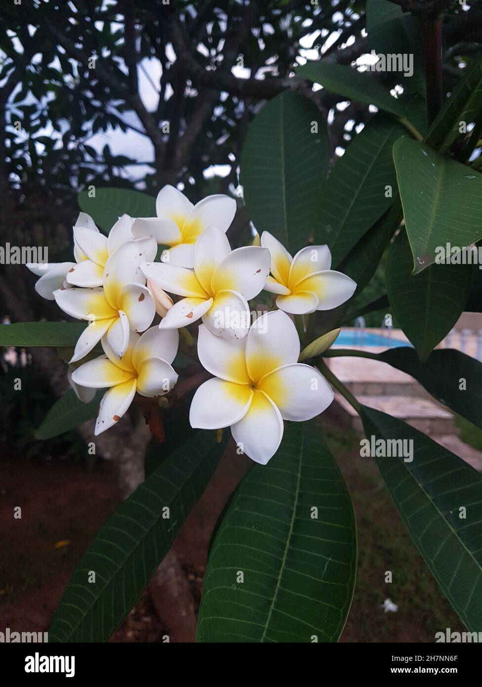 Primo piano di un fiore di gelsomino-mango (Plumeria rubra) è una pianta del genere Plumeria. Conosciuto anche come Frangipani. In un giardino sfondo sfocato. Foto Stock