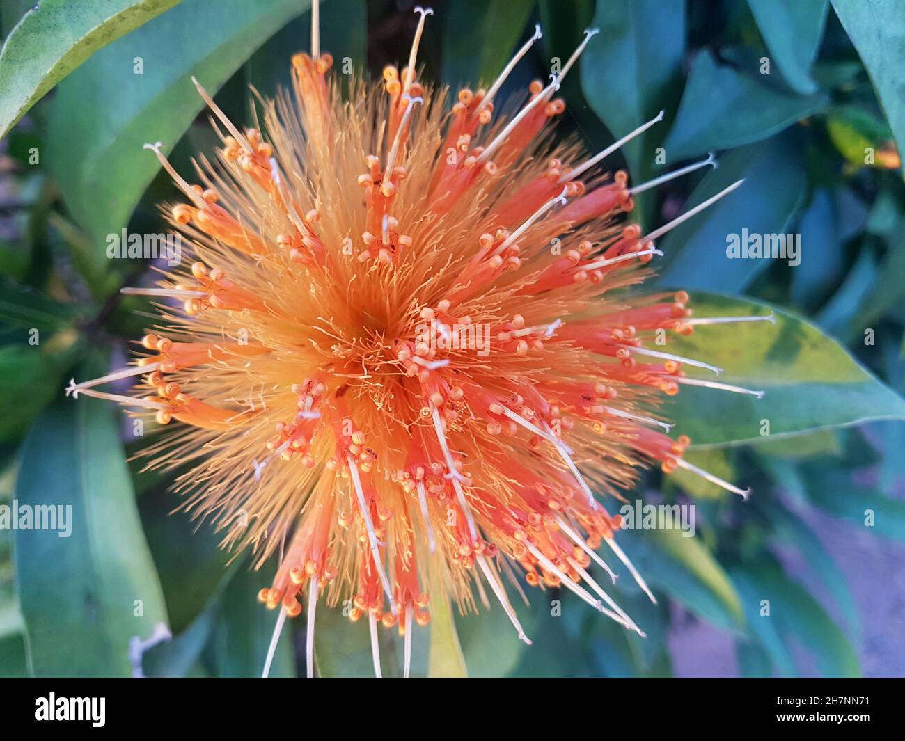 Estífia o giallo Cutia Tail ( Stifftia chrysantha ) noto anche come Diadema o Golden Sponge, il giallo Estífia è un albero o arbor nativo del Brasile. Foto Stock