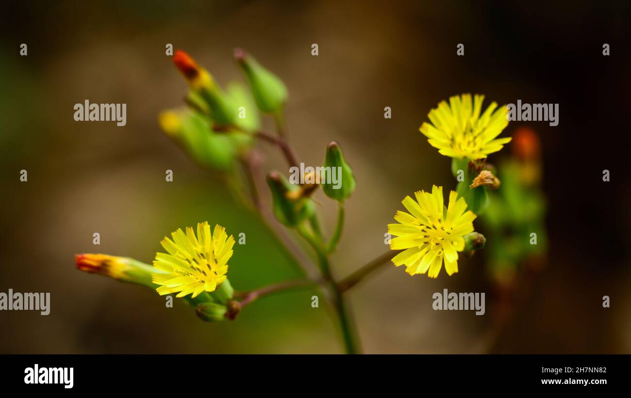 fiori di catsear, anche conosciuti come fianchie piatte o falso dente di leone, piccoli fiori gialli nel giardino Foto Stock